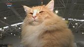 Mondo Gatto