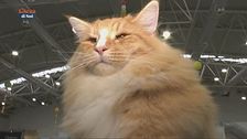 Mondo Gatto