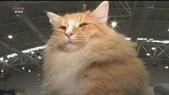 Mondo Gatto