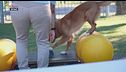 La dog balance