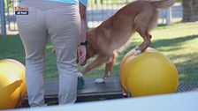 La dog balance