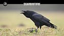 GASTON ZAMA: Sgarbiutiful