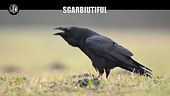 GASTON ZAMA: Sgarbiutiful