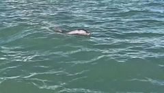 Venezia adotta il delfino Mimmo