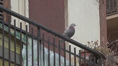 Alleva colombi, guerra tra condomini