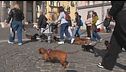 I bassotti invadono le città