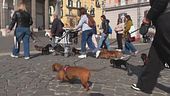 I bassotti invadono le città