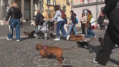 I bassotti invadono le città