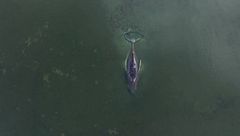 Salvate la balena Timmy