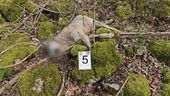 Strage di Lupi in Abruzzo