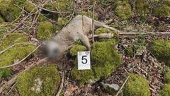 Strage di Lupi in Abruzzo