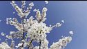Il clima peggiora anche le allergie