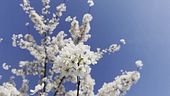 Il clima peggiora anche le allergie