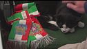 Saverio, gatto "social" del paese