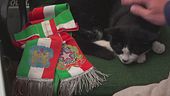 Saverio, gatto "social" del paese