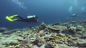 Cinque italiani morti alle Maldive