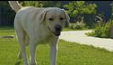 Quattro milioni in vacanza col cane