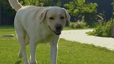 Quattro milioni in vacanza col cane