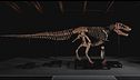 All'asta il T-Rex da record