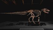 All'asta il T-Rex da record