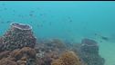 Gli oceani stanno morendo