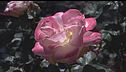 A Busalla torna la festa delle rose