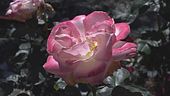 A Busalla torna la festa delle rose
