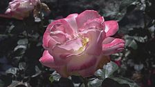 A Busalla torna la festa delle rose