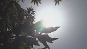 Altri 10 giorni di caldo estremo