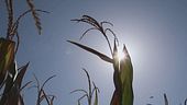Caldo, danni per 3 miliardi di euro