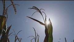 Caldo, danni per 3 miliardi di euro