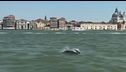 Delfino nel Canal Grande a Venezia