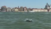 Delfino nel Canal Grande a Venezia