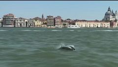 Delfino nel Canal Grande a Venezia
