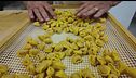 L'arte del tortellino emiliano