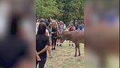 I cervi caricano i turisti cafoni