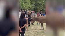 I cervi caricano i turisti cafoni
