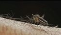 West Nile, vittime e contagi