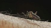 West Nile, vittime e contagi