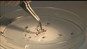 West Nile, un'altra vittima