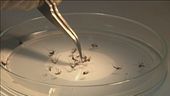 West Nile, un'altra vittima