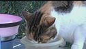 Cani e gatti a dieta dopo le ferie