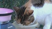 Cani e gatti a dieta dopo le ferie