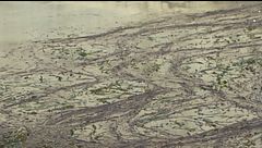 Milano, gasolio nel Naviglio grande