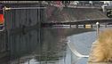 Nuovo sversamento nel Naviglio
