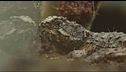 Traffico di rettili alle Galapagos