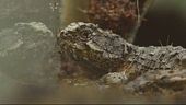 Traffico di rettili alle Galapagos