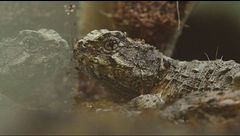 Traffico di rettili alle Galapagos