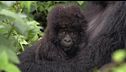 La gorilla salvata torna libera