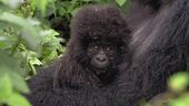 La gorilla salvata torna libera